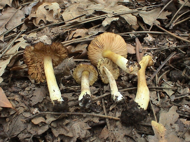 Vari funghi primaverili